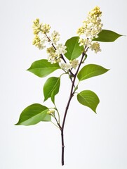 Sticker - White flower branch with green leaves