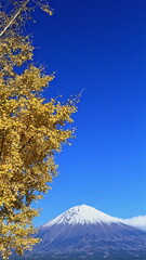 Wall Mural - The autumn leaves are beautiful.