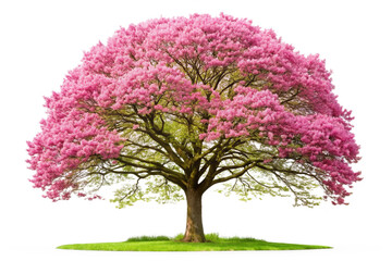 tree isolated on white