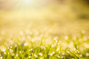 Wall Mural - Green Grass blurred background, natural background with yellow and green color lawn