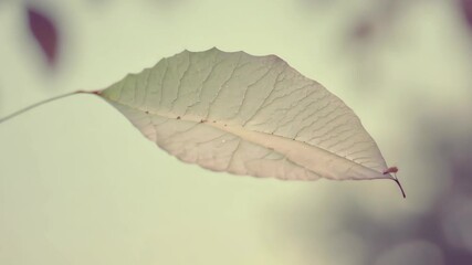 Poster - Floating leaf dances gracefully in the breeze against a serene background on a calm day