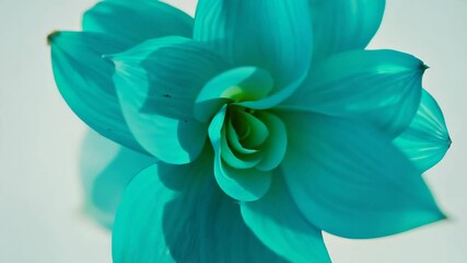 Fototapete - Beautiful turquoise flower slowly rotating against a soft white background creating a calming visual experience