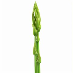 Poster - Single glossy asparagus spear growing vertically against a white background