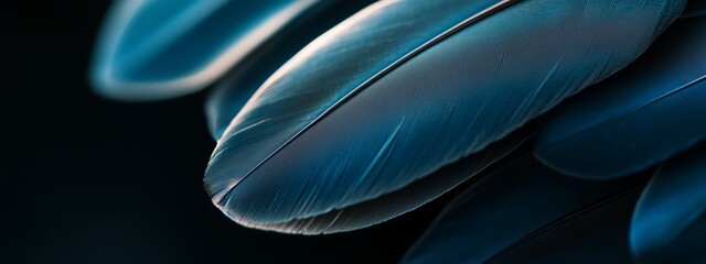Poster - Close-up view of delicate dark blue feathers with intricate textures illuminated by soft light