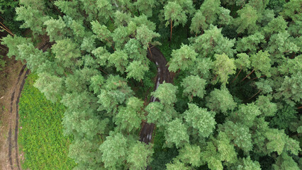 Wall Mural - Rural dirt path winding through woods