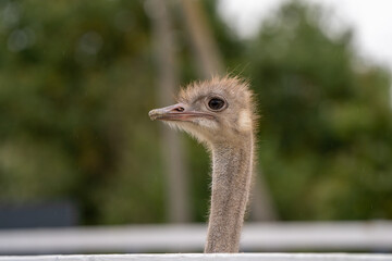 Funny ostrich in the zoo, close-up portrait. Nature and animals.