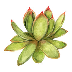 Wall Mural - Lipstick echeveria succulent watercolor png