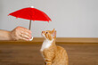 © Andrii Yalanskyi - Animal Insurance Concept. Housing for homeless animals. Shelter, adopt a pet. Beautiful funny kitten, umbrella and owner