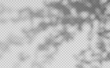 Wall Mural - abstract shadow overlay from foliage on a transparent background.