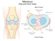 © Oleksandr Pokusai - meniscus in top and front views, including ligaments and surrounding knee structures diagram hand drawn schematic raster illustration. Medical science educational illustration
