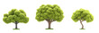 © Vergiliy - Three distinct trees showcasing different shapes and styles, vibrant green foliage, varying trunk structures, simple design, isolated on transparent background, png