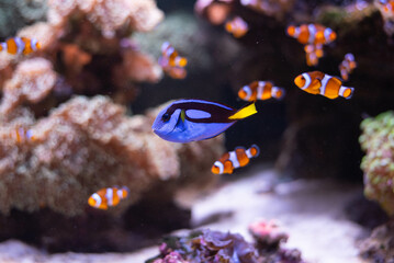 Wall Mural - The blue surgeonfish with anemones in the background. A popular fish in marine aquariums. Paracanturus hepatus. 