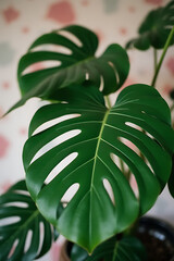 Poster - Monstera leaves in selective focus add a pop of color to a decorative interior design background with their unique shape._00002_