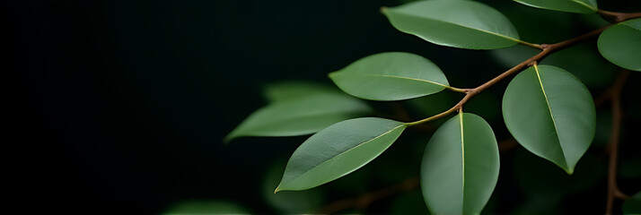 Aufkleber - Eucalyptus leaves are selectively focused against a dark backdrop for use in decorative arrangements and interior design purposes._00001_