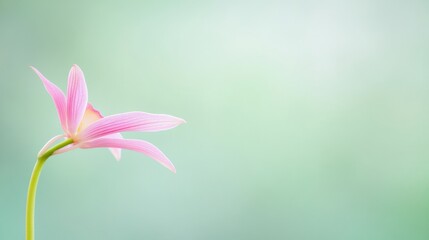 Poster - Ethereal Orchid Bloom Against Soft Green Backdrop A Celebration of Natures Minimalism