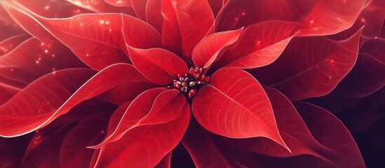 Vibrant red poinsettia flower symbolizing Christmas joy and festive spirit with rich detailed petals and natural elegance