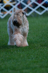 Wall Mural - Soft Coated Wheaten Terrier walking on a field of grass