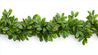 © Elena - Boxwood green garland  isolated on white background