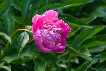 Wall Mural - Beautiful bright pink peony blooming under the sun against the dark green of the garden. Selective focus. There is a place for your text.