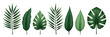 © fotoluigi868 - A collection of tropical leaves on a white background, creating an exotic and elegant abstract leaf decoration artwork._00002_