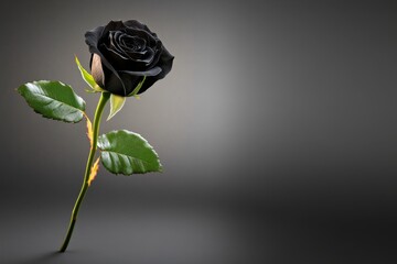 Poster - A hauntingly beautiful black rose in a shadowy setting, surrounded by mist and illuminated by a single eerie light source