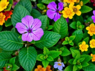 Vibrant purple flower petals and leaves in a close-up shot, flora, vibrant, colorful