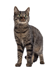 Poster - Handsome house cat with tabby pattern, standing facing front. Looking side ways beside camera. Isolated cutout on a transparent background.