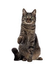 Poster - Handsome house cat with tabby pattern, sitting up facing front reaching out paw like shaking hands and saying hi. Looking straight to camera. Isolated cutout on a transparent background.