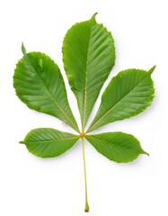 Wall Mural - Isolated green leaf of aesculus hippocastanum, also known as horse chestnut or conker tree, on a white background