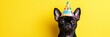 © Jayk - cute funny dog in birthday hat, yellow background, copy space