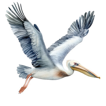 A majestic pelican in flight, showcasing its large wingspan and elegant features against a white isolated background.