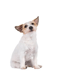 Poster - Smiling Jack Russel dog, sitting up facing front. Looking up above camera. Isolated cutout on a transparent background.