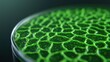 © นางสาววัญญา วิเศษสิง - A vibrant close-up of a textured green surface resembling algae or a biological specimen in a petri dish, showcasing intricate patterns and colors.