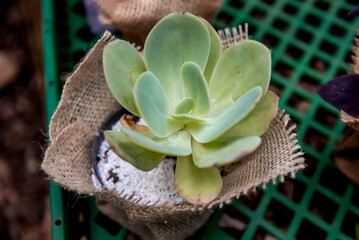 succulent decorative plant, birthday souvenir