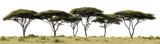 Row of acacia trees in a grassy savanna, isolated on transparent cutout background
