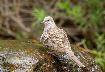 Wall Mural - inca dove