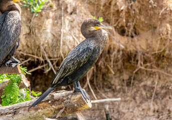 Wall Mural - Neotropical Cormorant