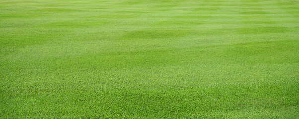 Wall Mural - green grass field