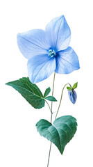 Poster - Studio shot of a light blue platycodon grandiflorus with green leaves blooming on a transparent background