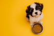 © Lazy_Bear - Hungry dog sits next to bowl of of dry pet food on yellow background. Animal feeding and pet care