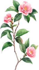 Poster - Pink camellia flowers in watercolor painting, blooming on a branch with lush green leaves, isolated on a clear background