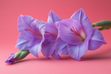 Wall Mural - A pair of purple flowers sit on a bright pink surface