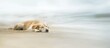 © Rizvan - Serene blurred image of a dog relaxing peacefully on a sandy beach with gentle ocean waves in the background