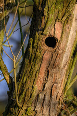 Wall Mural - A hole in a tree trunk from a woodpecker.
