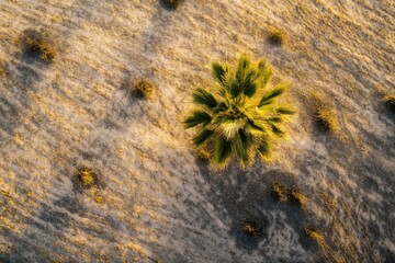 Poster - A single palm tree stands alone in the middle of a desert, surrounded by sand and sun