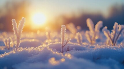 Poster - Frost-covered grass in a snowy landscape with a glowing sunrise in the background.