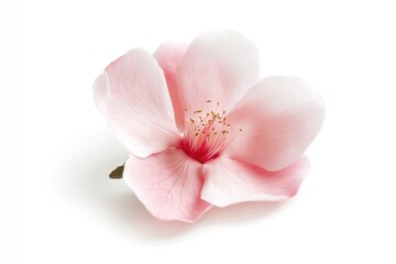 Poster - A close-up shot of a pink flower on a white surface, great for beauty, design, and lifestyle use