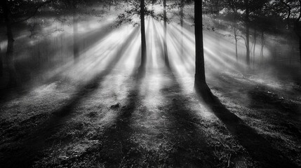 Poster - Dramatic diagonal rays of light cutting through dense fog in serene forest nature photography tranquil environment