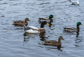 Domestic duck and group of mallard ducks swim in pond in city park. Behaviour of birds anas platyrhynchos in wildlife. Free water bird anas boschas domestica in habitat. Friends wild and domestic duck