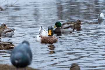 Domestic duck and group of mallard ducks swim in pond in city park. Behaviour of birds anas platyrhynchos in wildlife. Free water bird anas boschas domestica in habitat. Friends wild and domestic duck